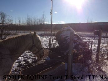 STOLEN EQUINE-Trust T Steed "TT" Near Marinette, WI, 54143